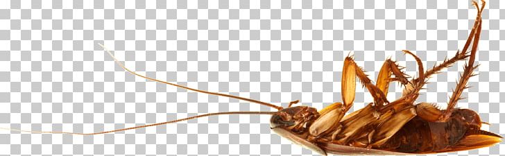 American Cockroach Insect Roach Bait Pest Control PNG, Clipart, American Cockroach, Animals, Blattodea, Bugs, Cockroach Free PNG Download