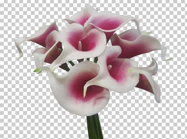 Arum-lily Cut Flowers Artificial Flower Flower Bouquet PNG, Clipart, Artificial Flower, Arumlily, Calla Lily, Callalily, Cut Flowers Free PNG Download