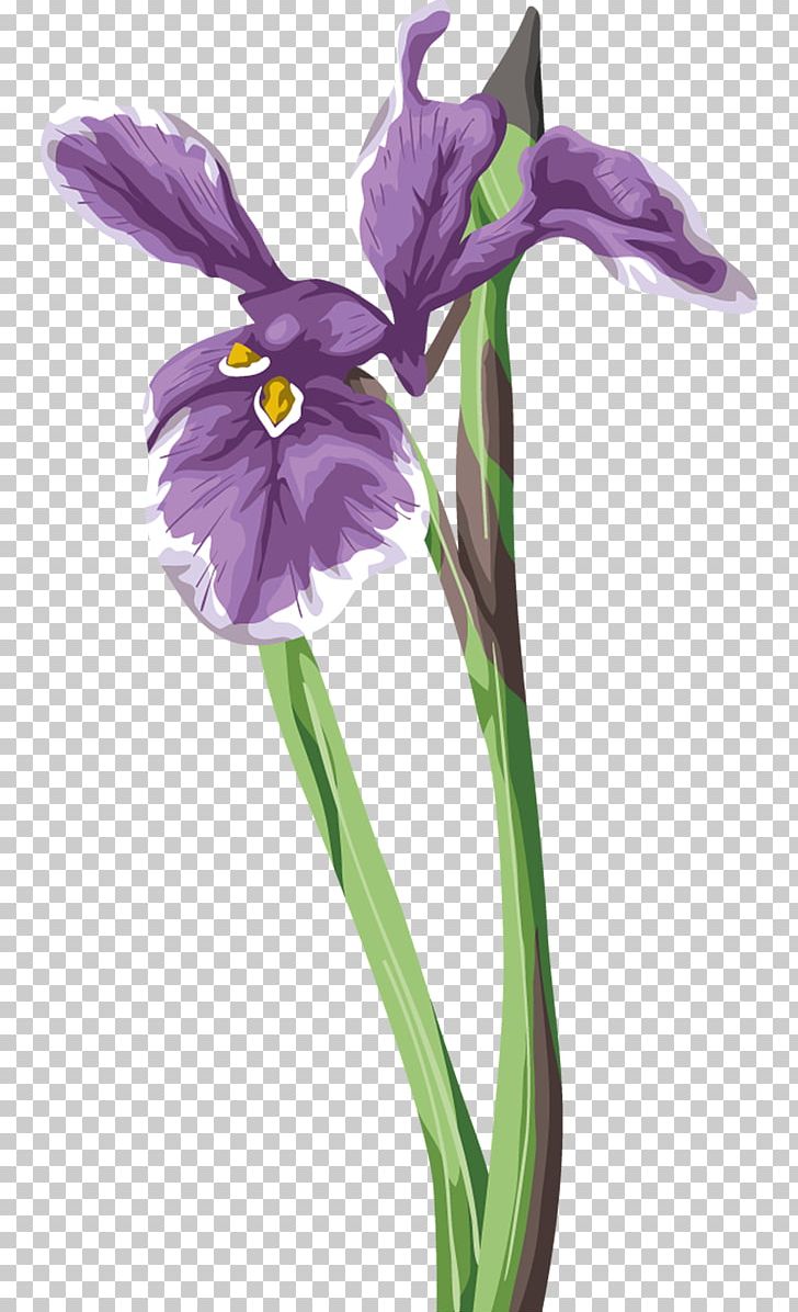 Irises Computer Icons PNG, Clipart, Clip Art, Computer Icons, Cut Flowers, Download, Flower Free PNG Download