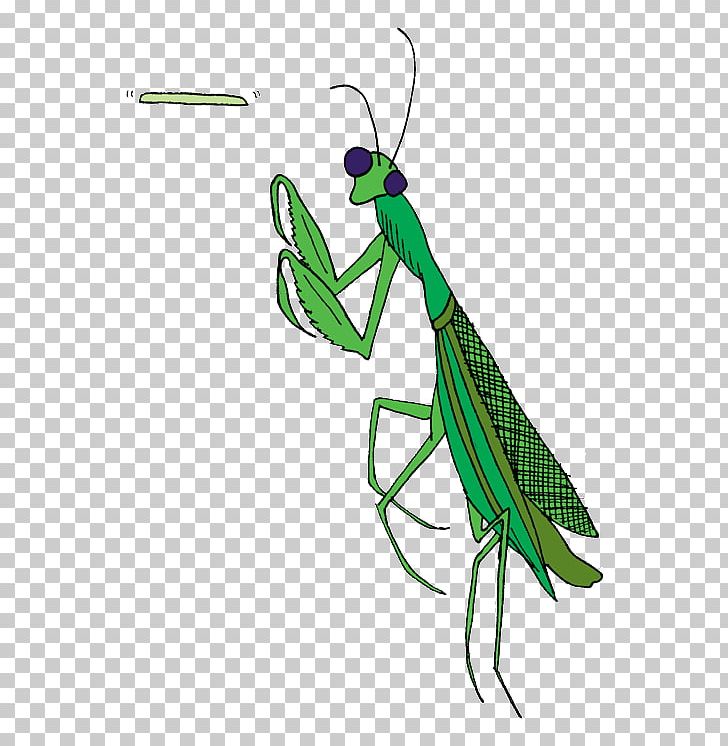 Mantis Insect Pest Cricket PNG, Clipart, Animals, Arthropod, Cricket, Cricket Like Insect, Insect Free PNG Download