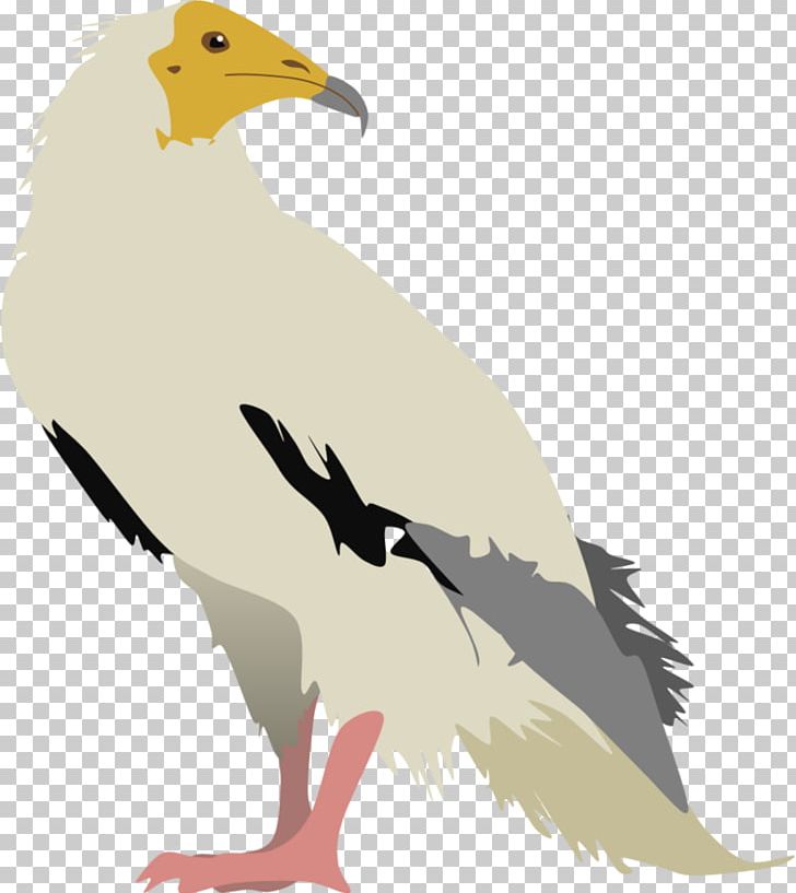 Bird Of Prey Egyptian Vulture Beak PNG, Clipart, Animal, Animals, Art, Beak, Bird Free PNG Download