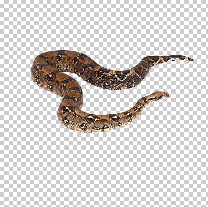 Crotalus Cerastes Snake Reptile Boa Constrictor PNG, Clipart, Animal, Animals, Boas, Cartoon Snake, Colubridae Free PNG Download