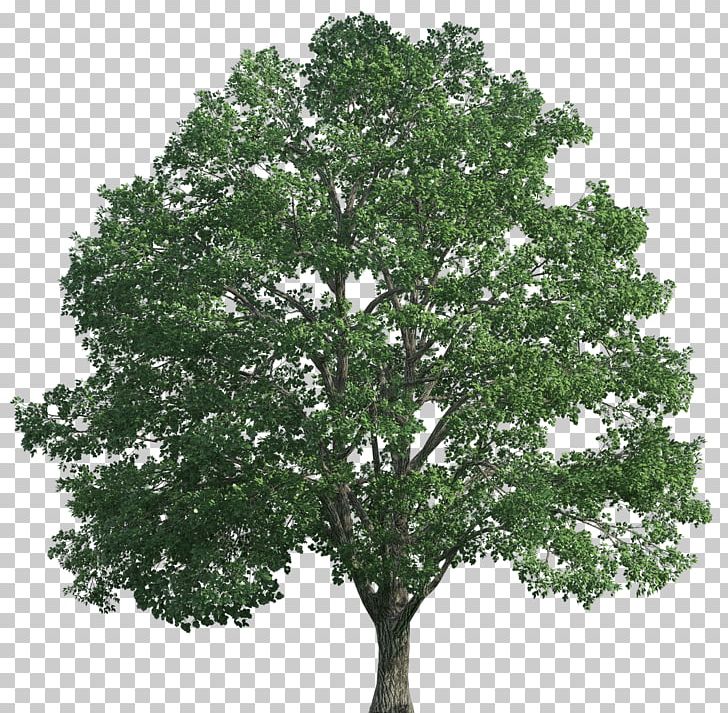 Tree Desktop Oak PNG, Clipart, Branch, Clip Art, Crown, Desktop Wallpaper, Download Free PNG Download