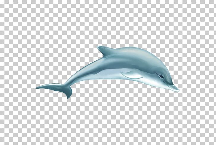 Common Bottlenose Dolphin Tucuxi Short-beaked Common Dolphin Wholphin Porpoise PNG, Clipart, Animals, Common Bottlenose Dolphin, Creative Ads, Creative Artwork, Creative Background Free PNG Download