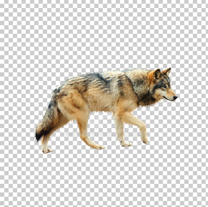 Dog Coyote Mexican Wolf Tundra Wolf Red Wolf PNG, Clipart, Animals, Aullido, Canidae, Carnivoran, Computer Icons Free PNG Download
