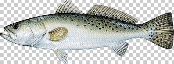Spotted Seatrout Weakfish Sea Trout Cynoscion Arenarius PNG, Clipart, Animal Figure, Barramundi, Bass, Bony Fish, Brown Trout Free PNG Download