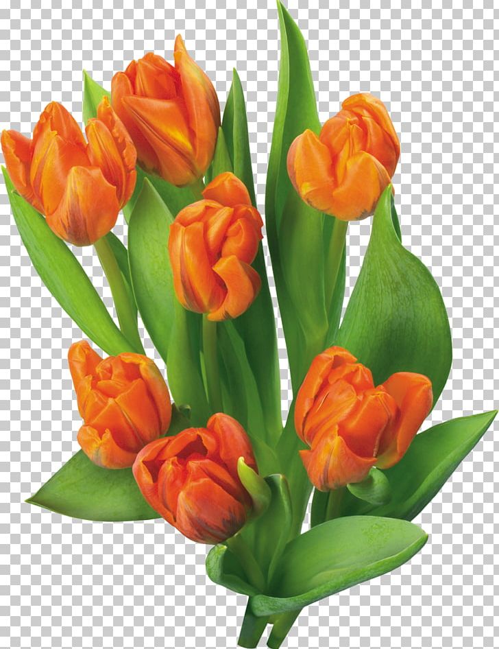 Tulip Flower Blog PNG, Clipart, Animation, Blog, Cut Flowers, Floral Design, Floristry Free PNG Download