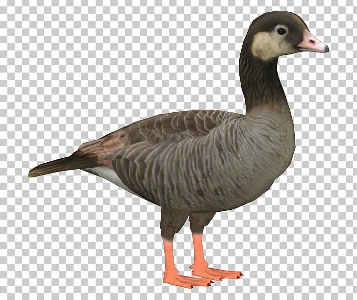 Goose Duck Wikia Bird PNG, Clipart, Anatidae, Animal, Animals, Beak, Bird Free PNG Download