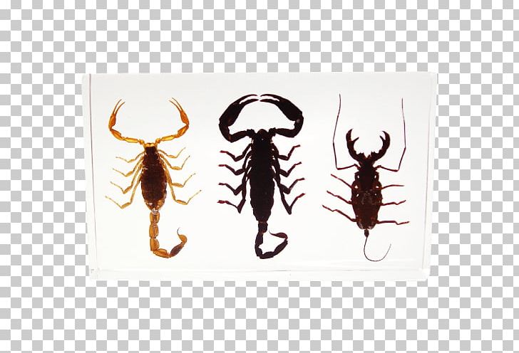 Scorpion Insect Entomophagy Key Chains Gift PNG, Clipart, Charms Pendants, Coin, Craft, Entomophagy, Gift Free PNG Download