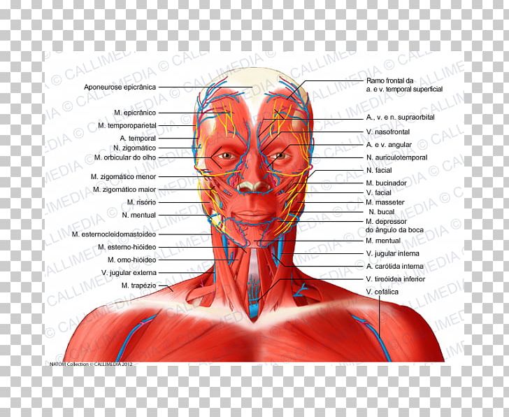 Muscular System Nerve Neck Muscle Human Anatomy PNG, Clipart, Anatomy, Anterior Triangle Of The Neck, Artery, Blood Vessel, Face Free PNG Download