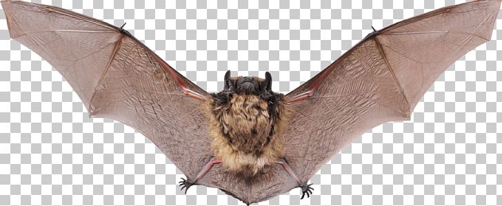 Small Bat Open Wings PNG, Clipart, Animals, Bats Free PNG Download