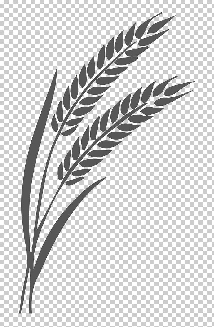 Ear Wheat Secale Cereale Graphics PNG, Clipart, Anymore, Black And White, Canvas, Cereal, Commodity Free PNG Download