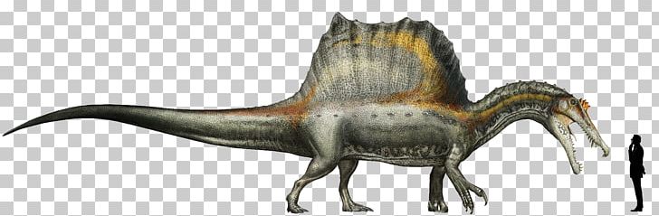Spinosaurus Giganotosaurus Tyrannosaurus Dinosaur Oxalaia PNG, Clipart, Animal Figure, Beak, Bipedalism, Dinosaur, Extinction Free PNG Download