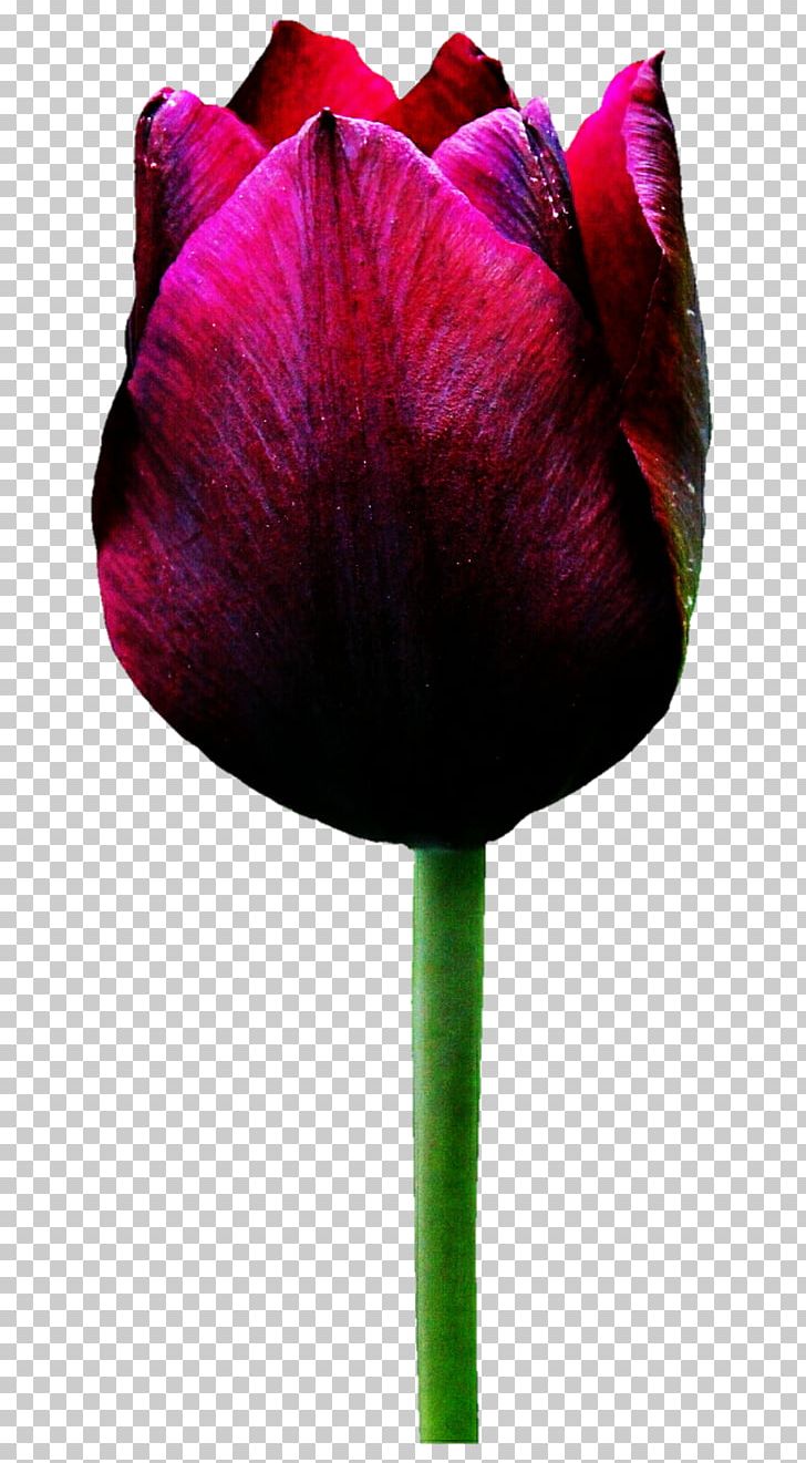 Tulip Flower Rose PNG, Clipart, Bud, Color, Flower, Flowering Plant, Flowers Free PNG Download