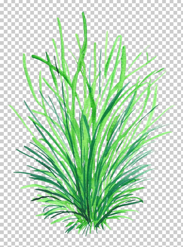 Computer Graphics Drawing PNG, Clipart, Aquarium Decor, Cartoon, Download, Drawing, Drawing Plant Free PNG Download