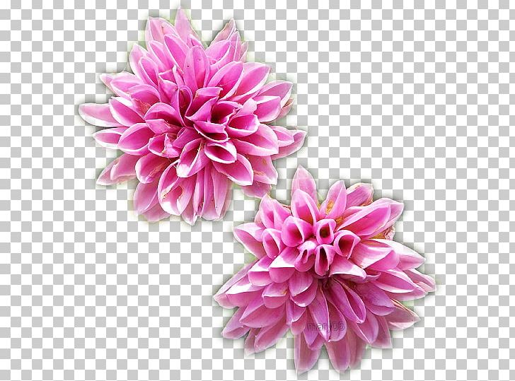 Flower Graphics Software Love PNG, Clipart, Arumlily, Chrysanths, Common Sunflower, Cut Flowers, Dahlia Free PNG Download
