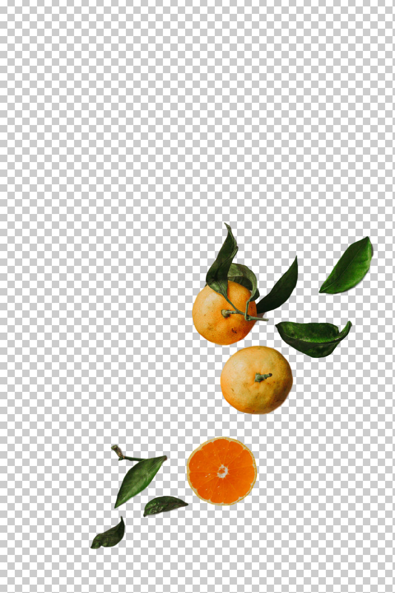 Orange PNG, Clipart, Bitter Orange, Calamansi, Natural Foods, Orange, Rangpur Free PNG Download