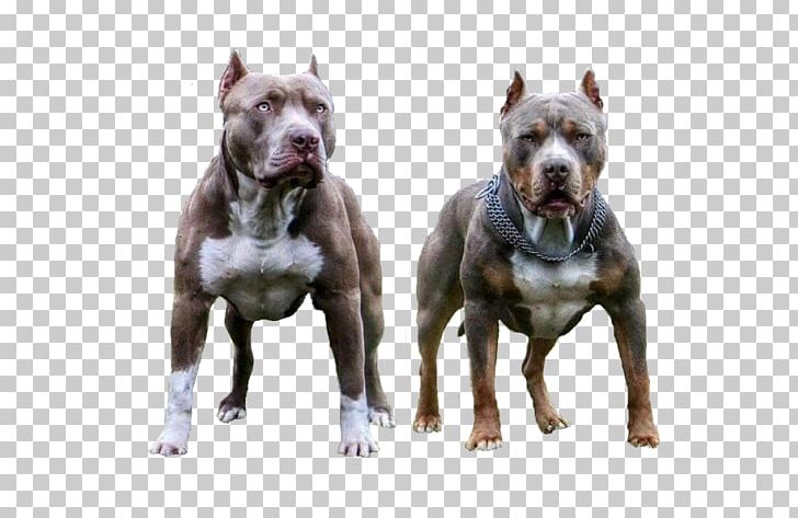 American Pit Bull Terrier Dog Breed American Staffordshire Terrier PNG, Clipart, American Pit Bull Terrier, American Staffordshire Terrier, Avatan, Avatan, Breed Group Dog Free PNG Download