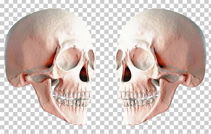 Skull Icon PNG, Clipart, Bone, Computer Icons, Digital Image, Download, Head Free PNG Download