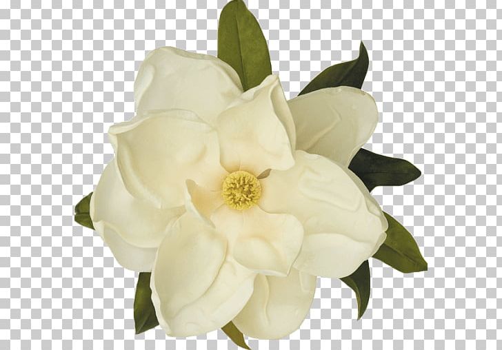 Southern Magnolia Flower Magnolia Gardens Assisted Living The Historic Magnolia House Petal PNG, Clipart, Assisted Living, Computer Icons, Cut Flowers, Flower, Flowering Plant Free PNG Download