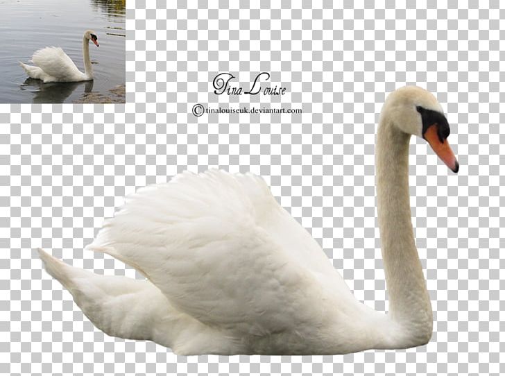 Cygnini Duck Bird PNG, Clipart, Anatidae, Animal, Animals, Animation, Anseriformes Free PNG Download