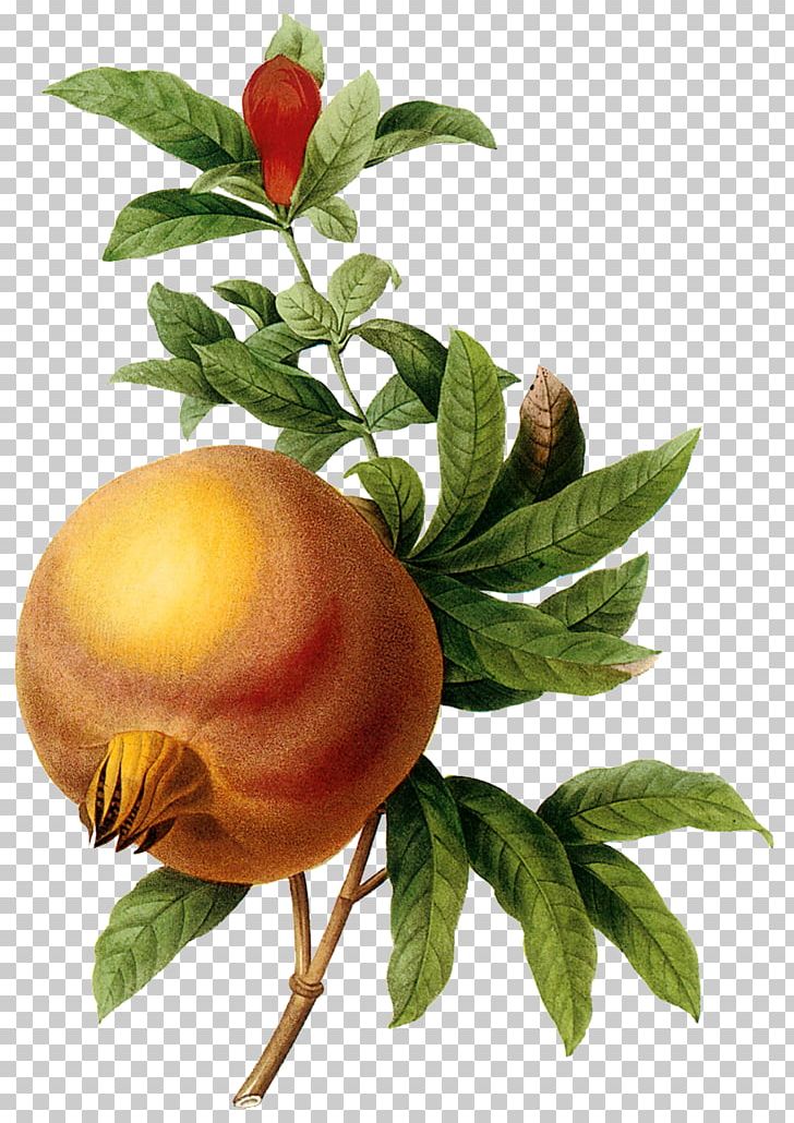 Pomegranate Punica Protopunica Fruits And Flowers Botany PNG, Clipart, Botanical Illustration, Branch, Christmas Decoration, Citrus, Decoration Free PNG Download
