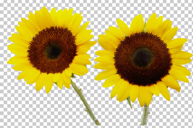 Sunflower PNG, Clipart, Asterales, Cuisine, Daisy Family, Flower, Paint Free PNG Download