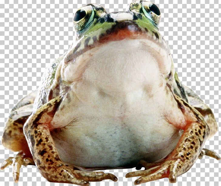 Frog Amphibian Photography PNG, Clipart, Amphibian, Animal, Animals, Computer Software, Download Free PNG Download