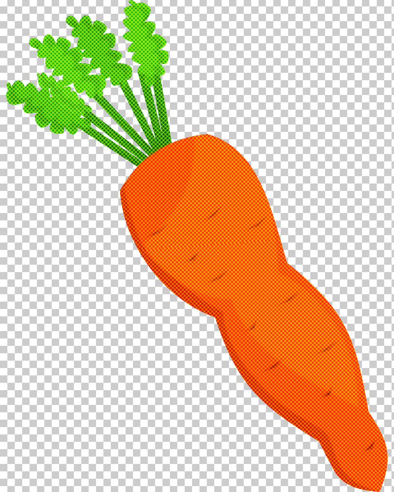 Carrot Root Vegetable Radish Daikon Vegetable PNG, Clipart, Baby Carrot, Beetroot, Carrot, Daikon, Food Free PNG Download