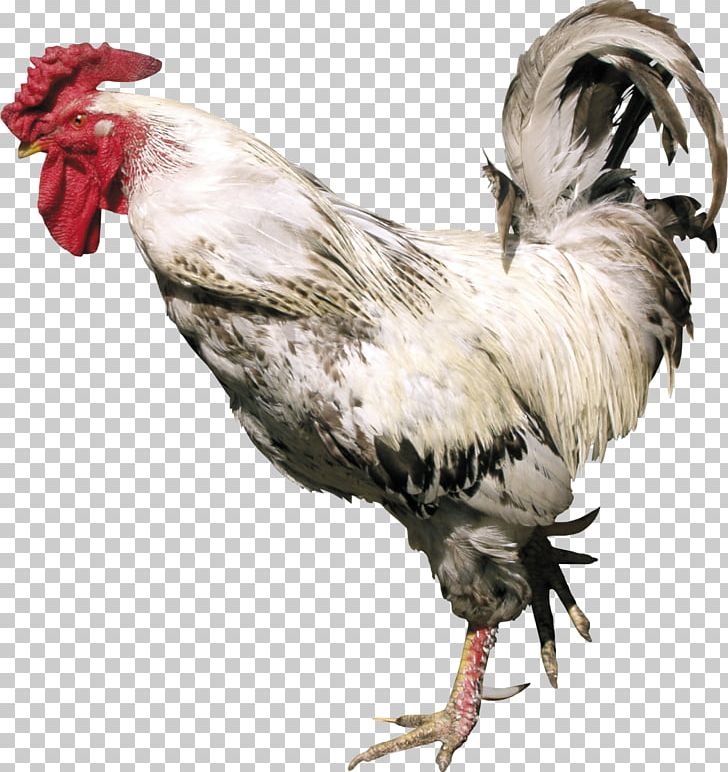 Chicken Rooster Photography PNG, Clipart, Animals, Beak, Bird, Chicken, Chicks Free PNG Download