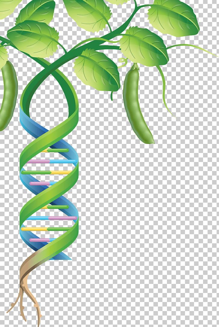 International Year Of Pulses Legume Genome Plant Pea PNG, Clipart, Branch, Dna, Flora, Flower, Food Drinks Free PNG Download