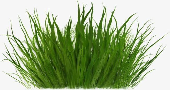 Grass PNG, Clipart, Grass, Grass Clipart, Green, Plant Free PNG Download