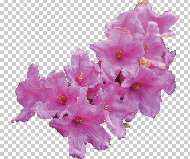 Rhododendron Ferrugineum Stem Cell Cell Culture Leaf PNG, Clipart, Azalea, Bark, Cell, Cell Culture, Cut Flowers Free PNG Download