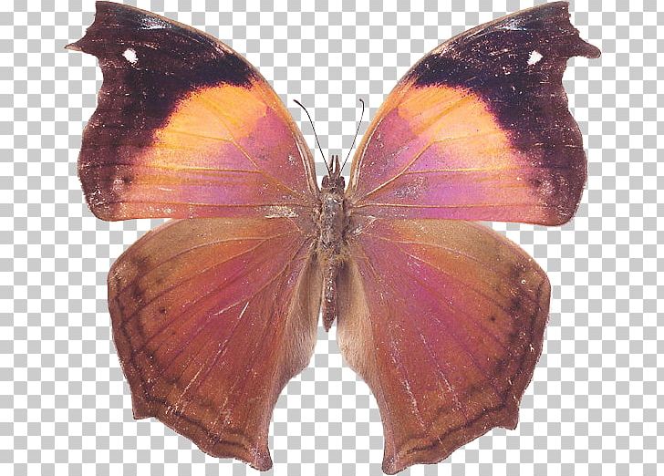 Brush-footed Butterflies Butterfly Pieridae Moth Portable Network Graphics PNG, Clipart, Arthropod, Black, Black Pink, Brush Footed Butterfly, Butterfly Free PNG Download