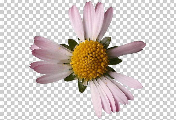 Chrysanthemum Oxeye Daisy Common Daisy PNG, Clipart, Annual Plant, Argyranthemum Frutescens, Art, Aster, Chrysanthemum Free PNG Download