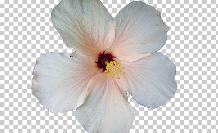 Shoeblackplant Flower Petal 1 December PNG, Clipart, 1 December, Chinese Hibiscus, Flower, Flowering Plant, Herbaceous Plant Free PNG Download