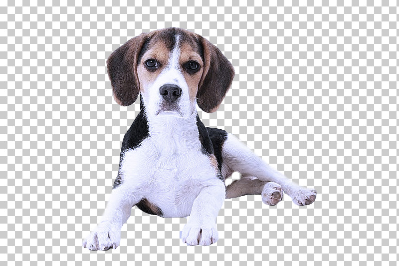 Beagle American Foxhound Estonian Hound English Foxhound Treeing Walker Coonhound PNG, Clipart, American Foxhound, Beagle, Beagleharrier, Dog, English Foxhound Free PNG Download