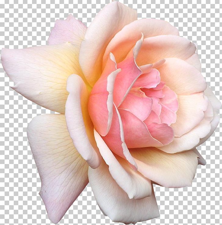 Rose Flower Pink White PNG, Clipart, Artificial Flower, Background, Color, Creative Flower, Floral Free PNG Download