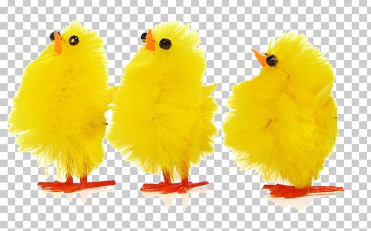 Chicken Stock.xchng Stock Photography PNG, Clipart, Beak, Bird, Chicken, Desktop Wallpaper, Download Free PNG Download