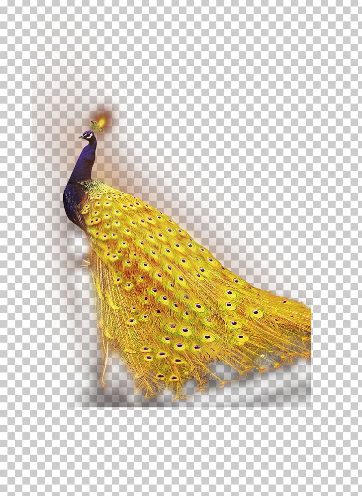 Peafowl Android Application Package PNG, Clipart, Advertising, Animal, Animals, Download, Encapsulated Postscript Free PNG Download