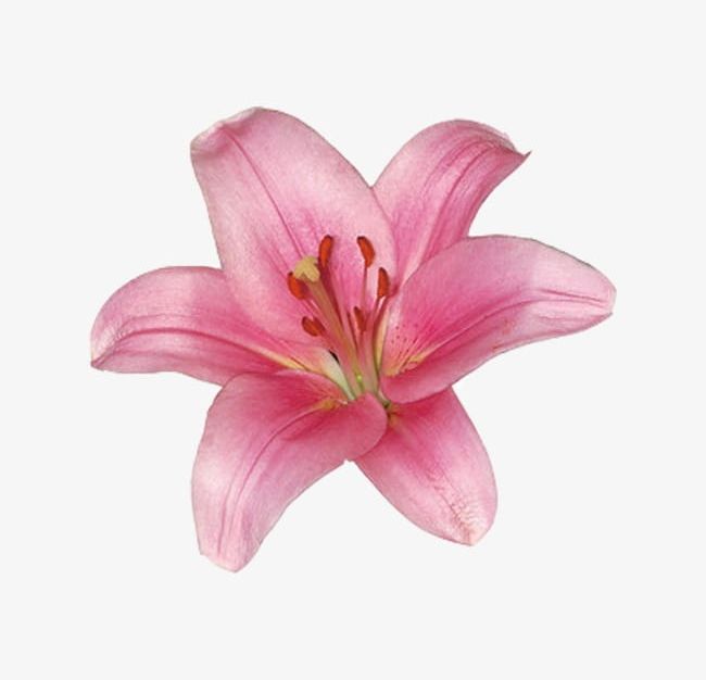 Pink Lily PNG, Clipart, Beautiful, Beautiful Lily, Bloom, Blooming, Blooming Lilies Free PNG Download