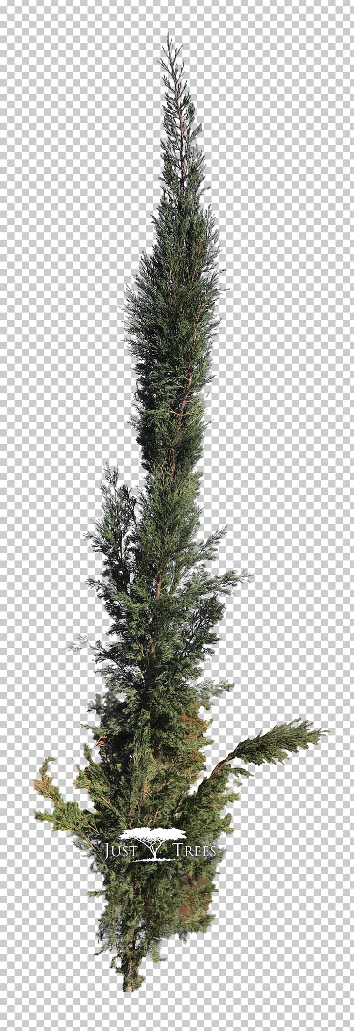 Tree Pine Evergreen Spruce Mediterranean Cypress PNG, Clipart, Christmas Decoration, Christmas Ornament, Christmas Tree, Conifer, Conifers Free PNG Download