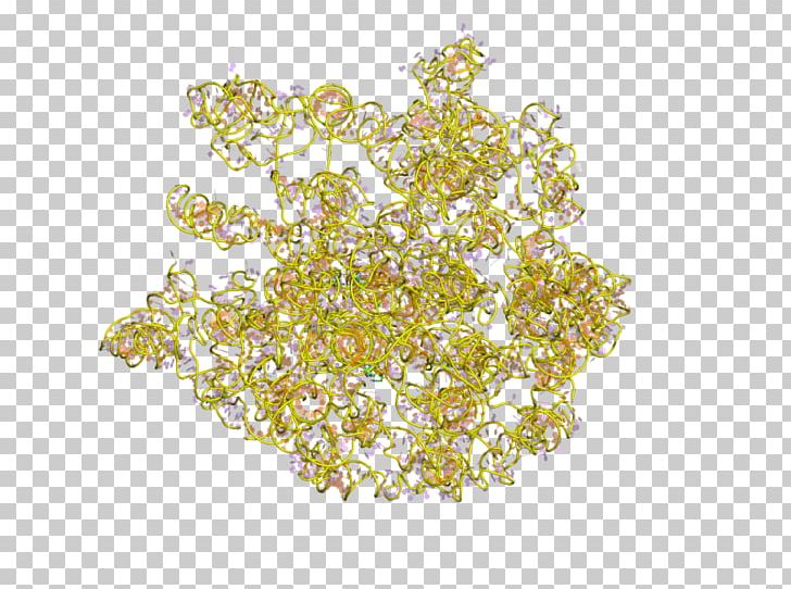 23S Ribosomal RNA Ribosome Prokaryotic Large Ribosomal Subunit PNG, Clipart, 5s Ribosomal Rna, 16s Ribosomal Rna, 23s Ribosomal Rna, 58s Ribosomal Rna, E Coli Free PNG Download