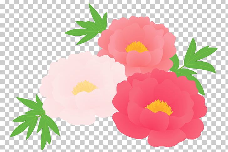 Chinese Peony Moutan Peony Anthesis Plant PNG, Clipart, Annual Plant, Anthesis, Chinese Lantern, Chinese Peony, Flower Free PNG Download