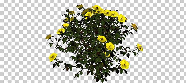 Chrysanthemum Shrub Annual Plant PNG, Clipart, Annual Plant, Bush, Chrysanthemum, Chrysanths, Daisy Family Free PNG Download