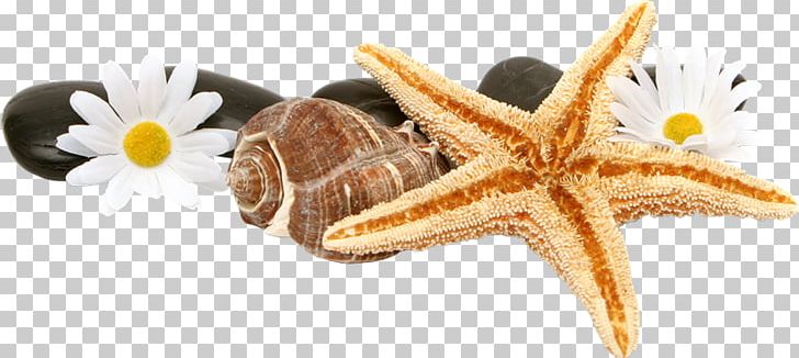 Desktop Starfish PNG, Clipart, Animal Figure, Archive File, Body Jewelry, Computer Monitors, Cut Flowers Free PNG Download