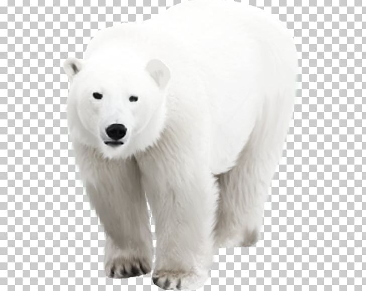 Polar Bear Arctic PNG, Clipart, Animals, Arctic, Bear, Carnivoran, Computer Icons Free PNG Download