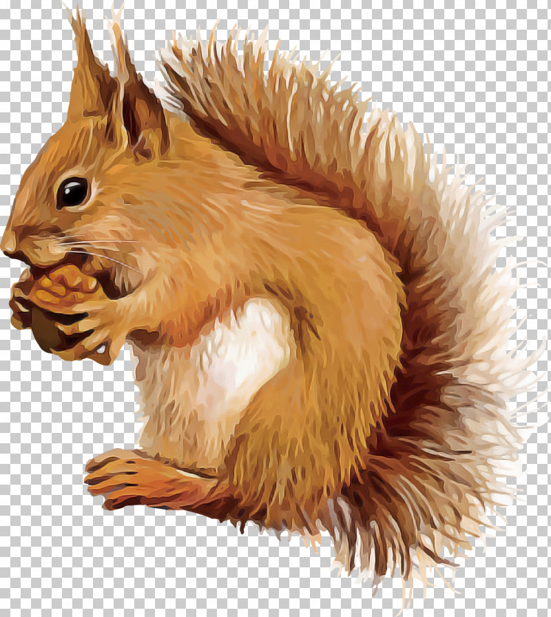 Squirrel Eurasian Red Squirrel Tail Fox Squirrel Wildlife PNG, Clipart, Eurasian Red Squirrel, Fawn, Fox Squirrel, Squirrel, Tail Free PNG Download