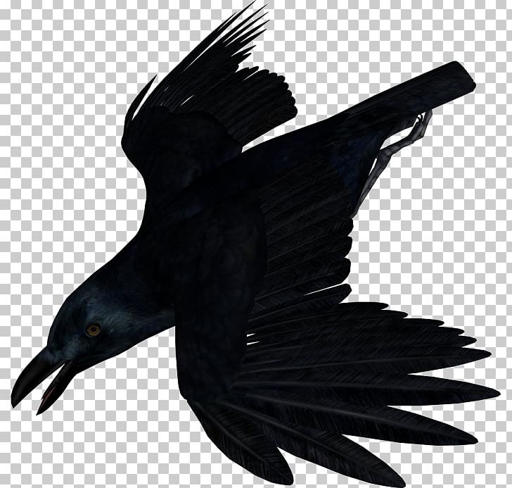 American Crow Bird Common Raven PNG, Clipart, American Crow, Animals, Bird, Crow, Crow Like Bird Free PNG Download