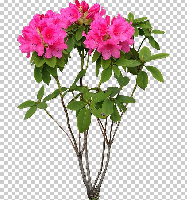 Cut Flowers Plant PNG, Clipart, Annual Plant, Azalea, Branch, Cut Flowers, Desktop Wallpaper Free PNG Download